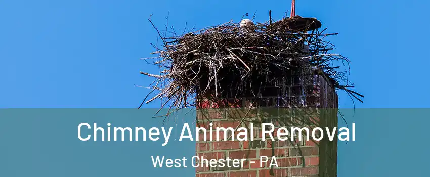  Chimney Animal Removal West Chester - PA