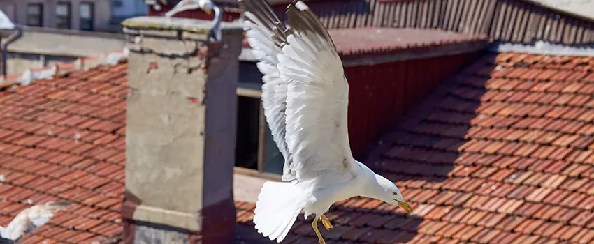 Residential Chimney Animal Removal Solution in West Chester, PA